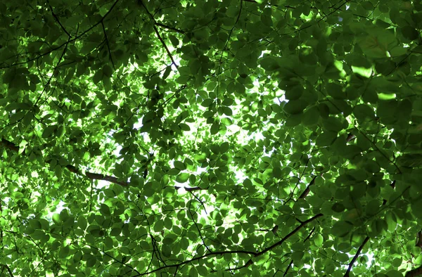 Background with green leaves of trees — Stock Photo, Image