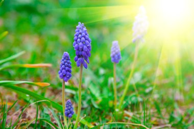 Bluebells çiçek (üzüm sümbül, muscari armeniacum)
