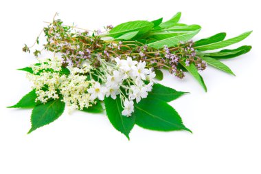 Bunch of herbs : sage, thyme, Elderflower, Sambucus isolated on white background clipart