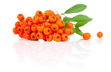 Yeşil yapraklı Ashberry. beyaz arkaplanda izole edilmiş