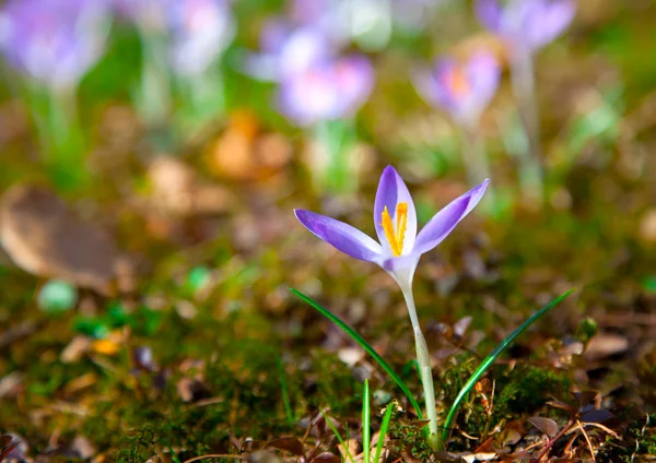 Jarní fialové květiny crocus — Stock fotografie