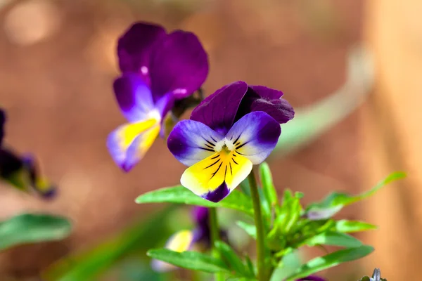 Violas y maricones se cierran en un jardín — Foto de Stock