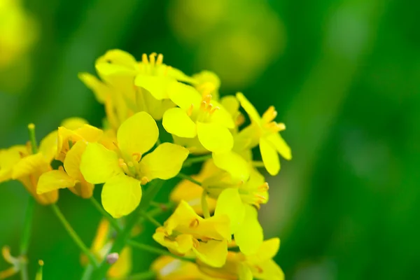 在绿色字段中的油菜 — 图库照片