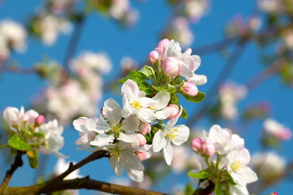 Apple bloom on blue background — Stock Photo, Image