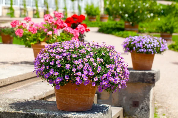 Landscaped flower garden — Stock Photo, Image