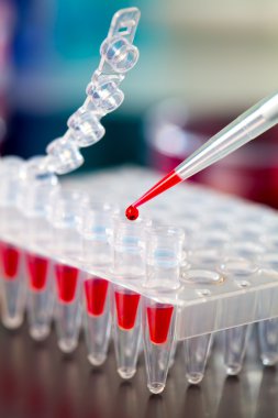 pcr örnek numaralı plastik tüpler yükleme