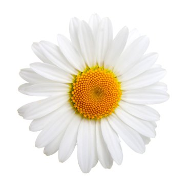 One camomile isolated on white background clipart