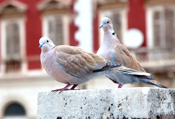 Two Pigeon on the city background — Stock Photo, Image