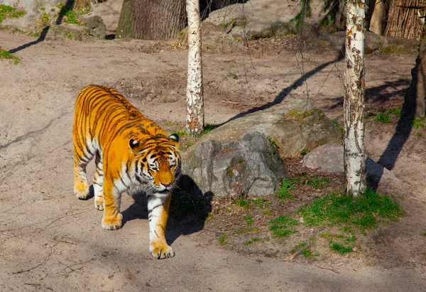 Сибірський тигр ( Пантера тигріс ) — стокове фото