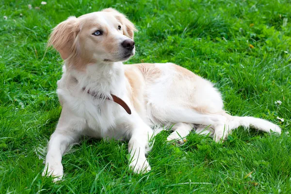 Dog in green grass on a summer day — Stock Photo, Image