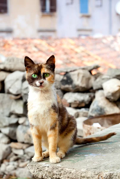 Kot z zielonymi oczami — Zdjęcie stockowe