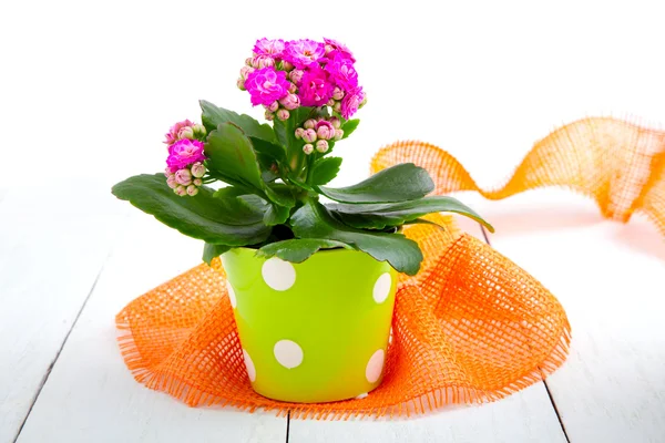 Kalanchoe calandiva bloemen in een groene pot — Stockfoto