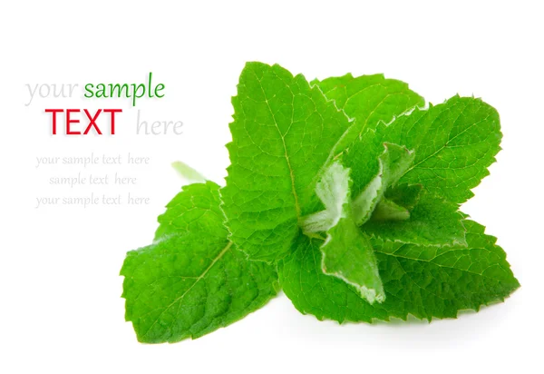 Fresh mint close up on white — Stock Photo, Image