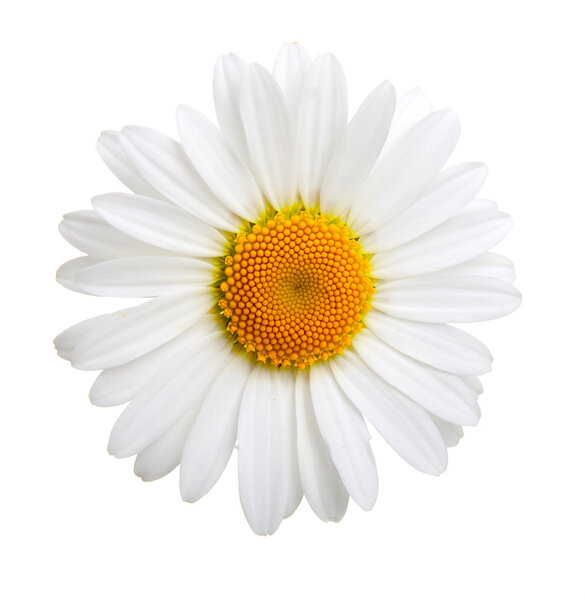 One camomile isolated on white background