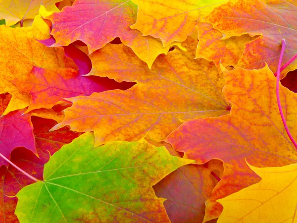 Fall leafs background, texture pattern — Stock Photo, Image