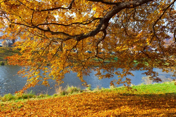 Ağaçlar sonbahar yaprakları — Stok fotoğraf