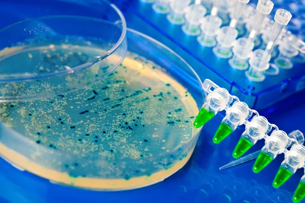 Bacterial colony picking for DNA cloning — Stock Photo, Image