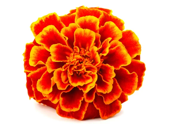 Marigold vermelho (Tagetes) isolado em branco — Fotografia de Stock