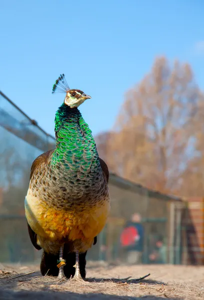 Peacock — Stock Photo, Image