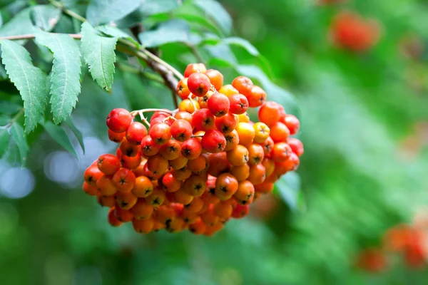 Un árbol con bayas de serbal en otoño — Foto de Stock