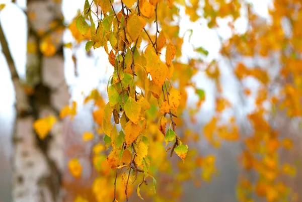 Zweig mit den gelben Blättern einer Birke zur Herbstzeit — Stockfoto