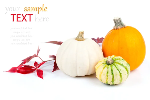Autumn pumpkins with red leaves, isolated on the white background — Stock Photo, Image