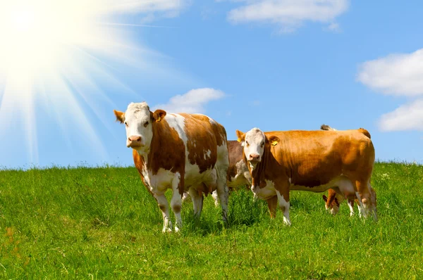 Kuh auf einer Sommerweide — Stockfoto