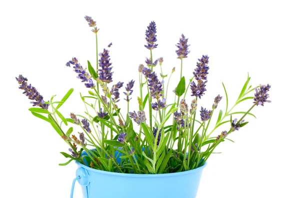 Flor de lavanda sobre un fondo blanco —  Fotos de Stock