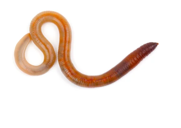 Земляной червь на белом фоне — стоковое фото