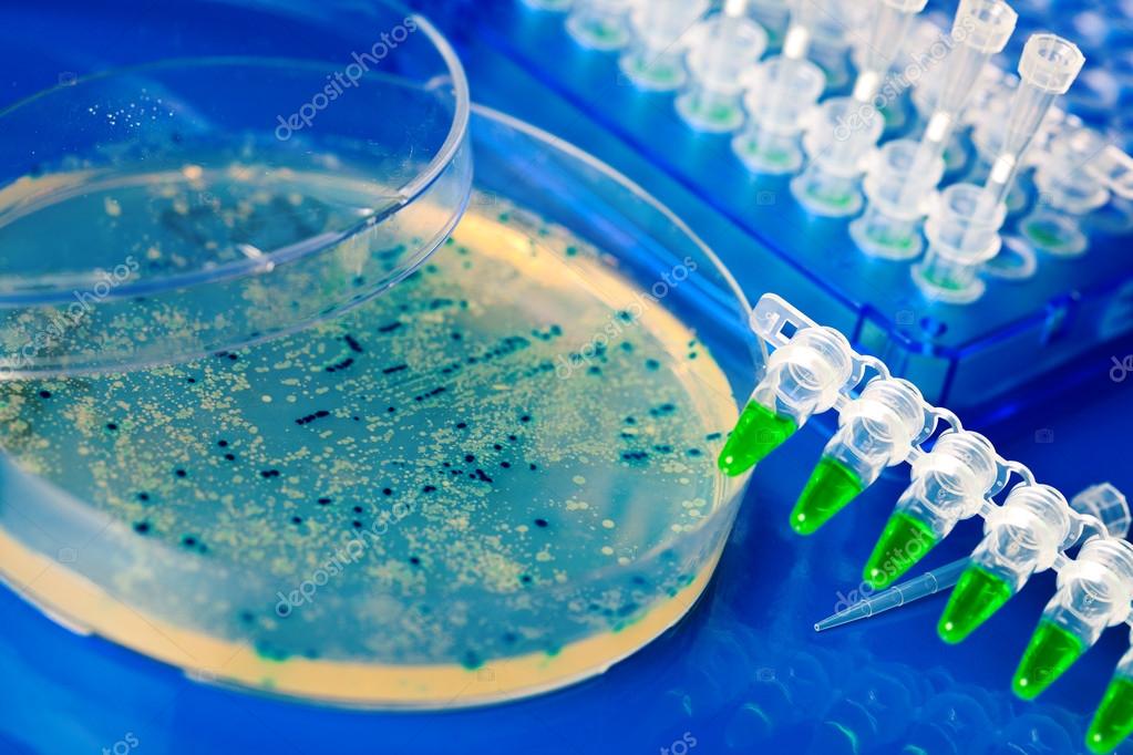 Bacterial colony picking for DNA cloning — Stock Photo © motorolka