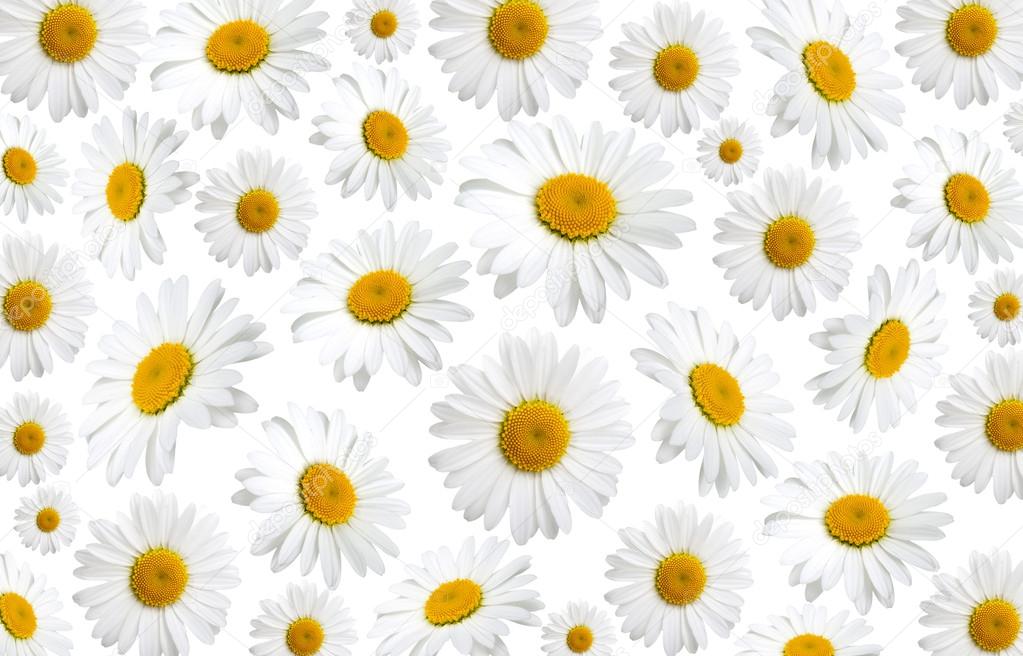 Chamomile flowers texture, on a white background