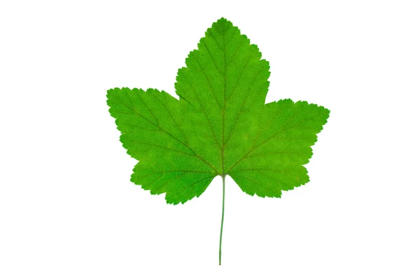 Currant leaf, on white background — Stock Photo, Image