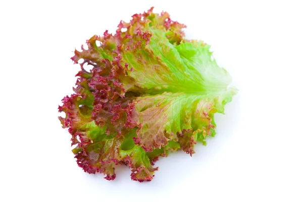 Hojas de lechuga sobre fondo blanco — Foto de Stock