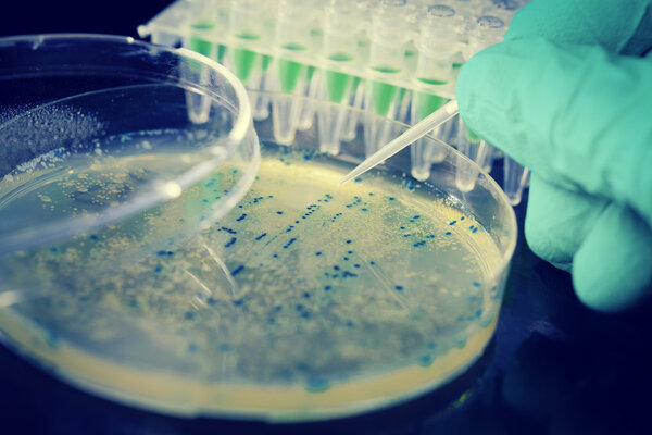 Bacterial colony picking for DNA cloning