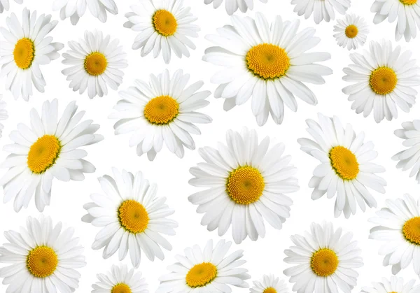 Chamomile flowers texture, on a white background — Stock Photo, Image