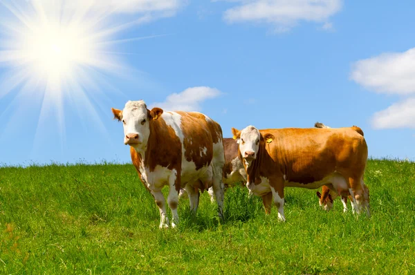 Vaca em um pasto de verão — Fotografia de Stock