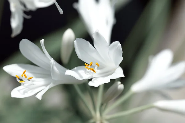 Agapant kwiat w ogrodzie botanicznym. — Zdjęcie stockowe