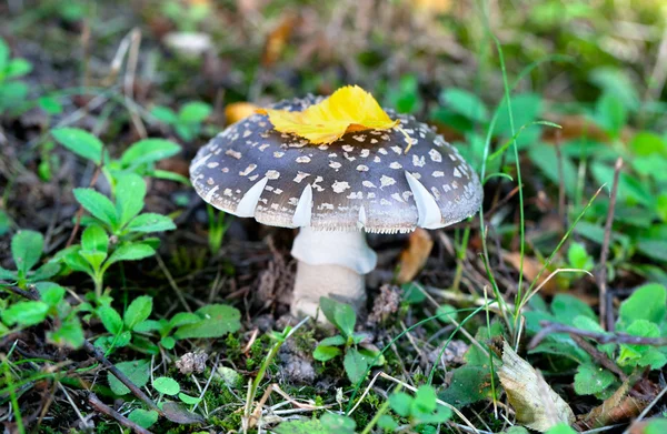 Φρύνος (Amanita pantherina) στο δάσος — Φωτογραφία Αρχείου