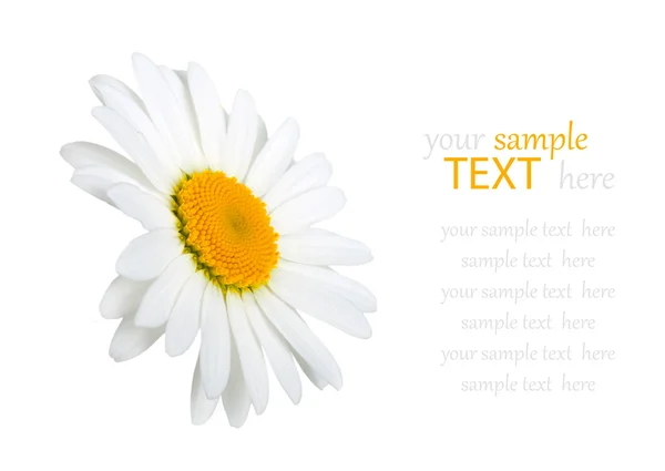 Chamomile flower isolated — Stok fotoğraf