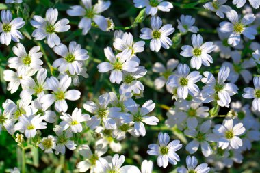 white flowers of Gypsophila repens clipart
