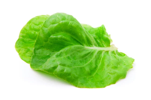 Salatblätter auf weißem Hintergrund — Stockfoto