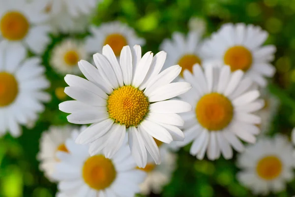 Belles fleurs de camomille gros plan — Photo