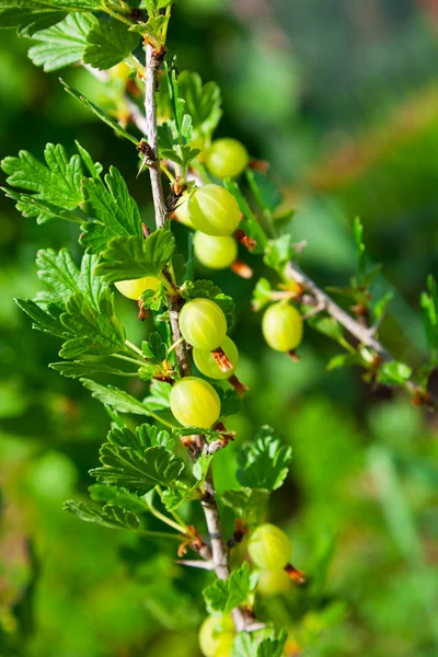 Gooseberries on a branch — Stock Photo, Image