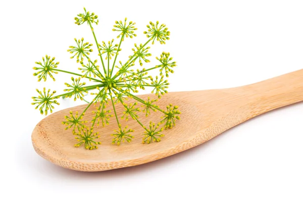 Inflorescence of fresh dill on wooden spoon, on white background — Stock Photo, Image