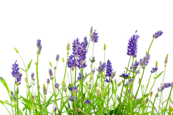 Blomma lavendel på vit bakgrund — Stockfoto