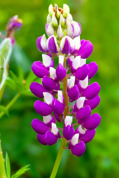 Macro disparo de flor de dragón (Antirrhinum ) — Foto de Stock