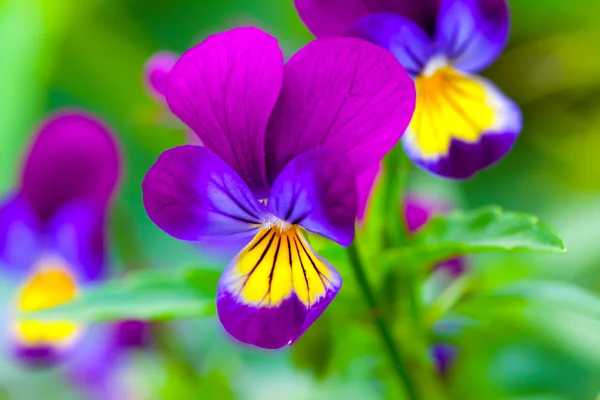 Violas ou Pansies Gros plan dans un jardin — Photo