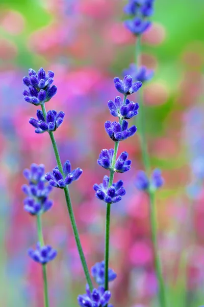 Campo de flores de lavanda, macro com foco suave — Fotografia de Stock