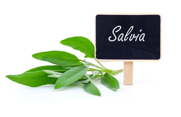 Grüne Blätter von Salbei mit Buchstabenteller, auf weißem Hintergrund — Stockfoto