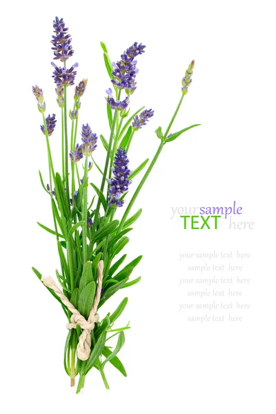 Bunch of lavender on a white background — Stock Photo, Image